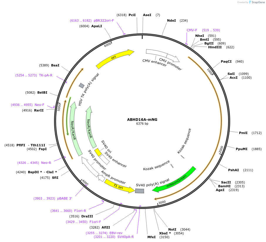 195157-plasmid-map-sequence-id-384018