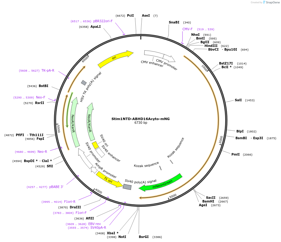195158-plasmid-map-sequence-id-384019