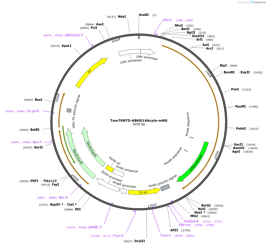 195159-plasmid-map-sequence-id-384021