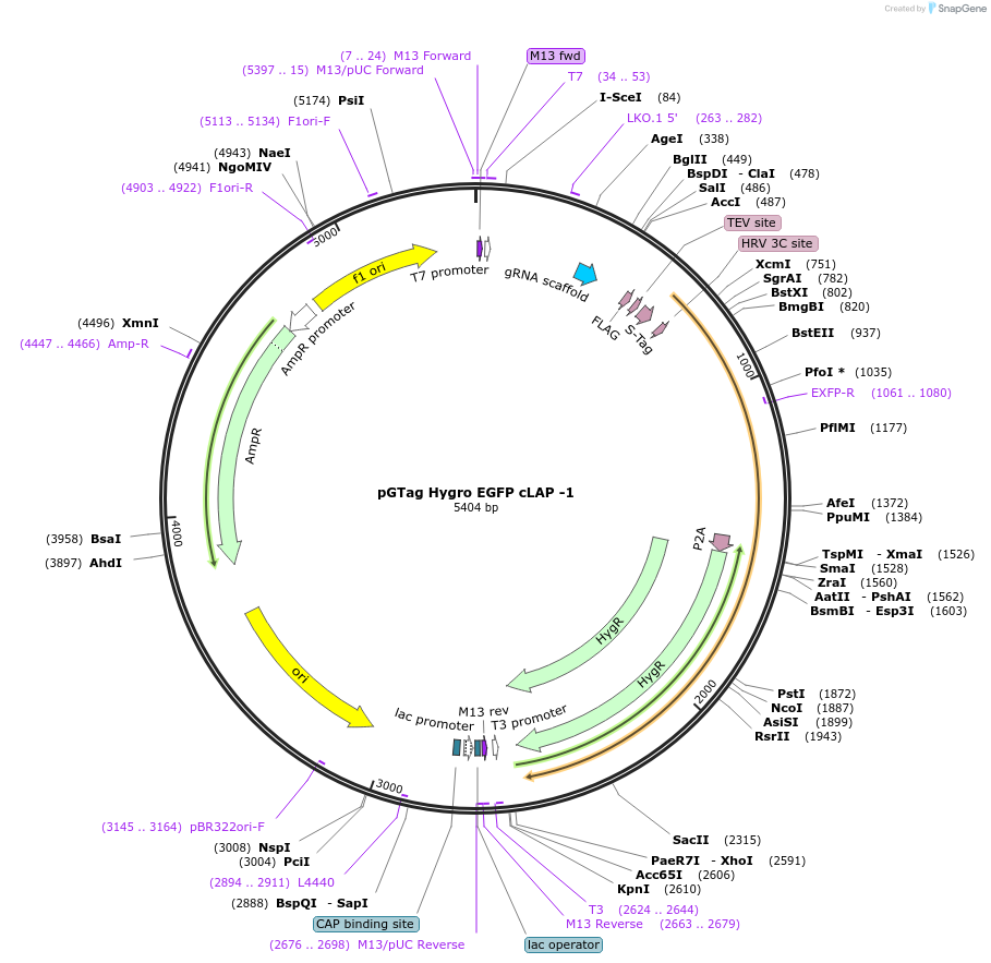 194312-plasmid-map-sequence-id-384025