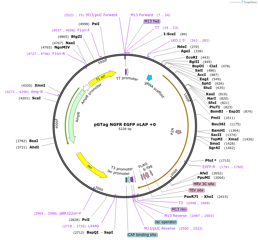 194314-plasmid-map-sequence-id-384026