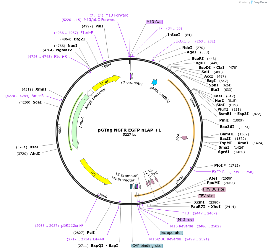 194315-plasmid-map-sequence-id-384028