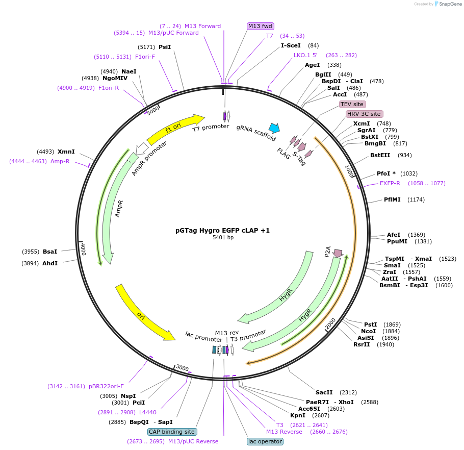 194309-plasmid-map-sequence-id-384029