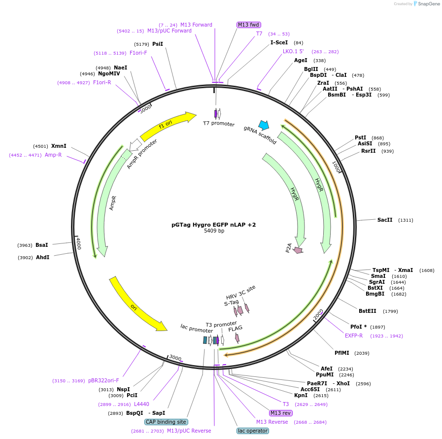 194307-plasmid-map-sequence-id-384036