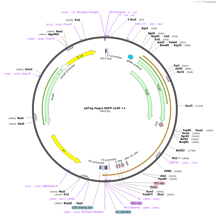 194306-plasmid-map-sequence-id-384037