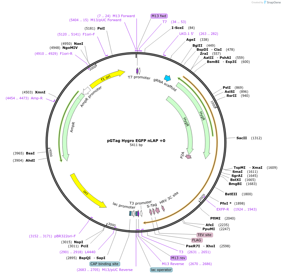 194305-plasmid-map-sequence-id-384050