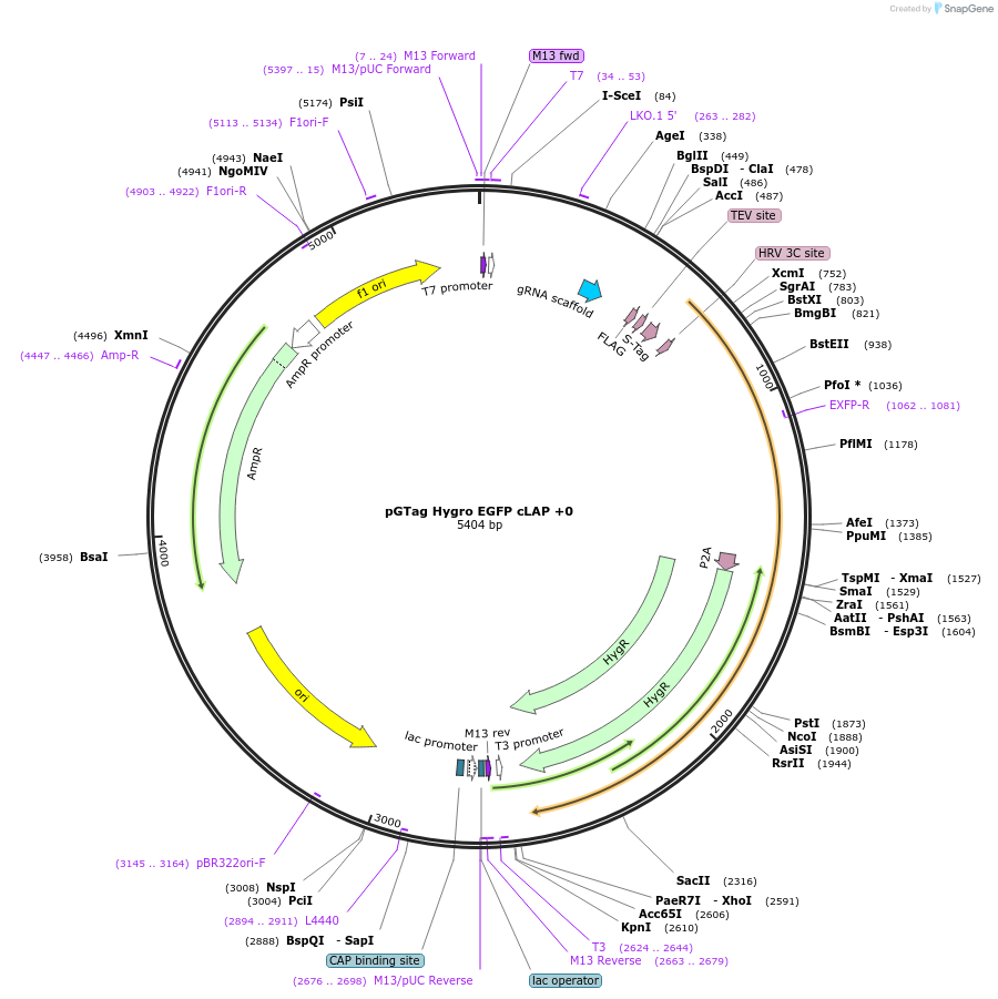 194308-plasmid-map-sequence-id-384051