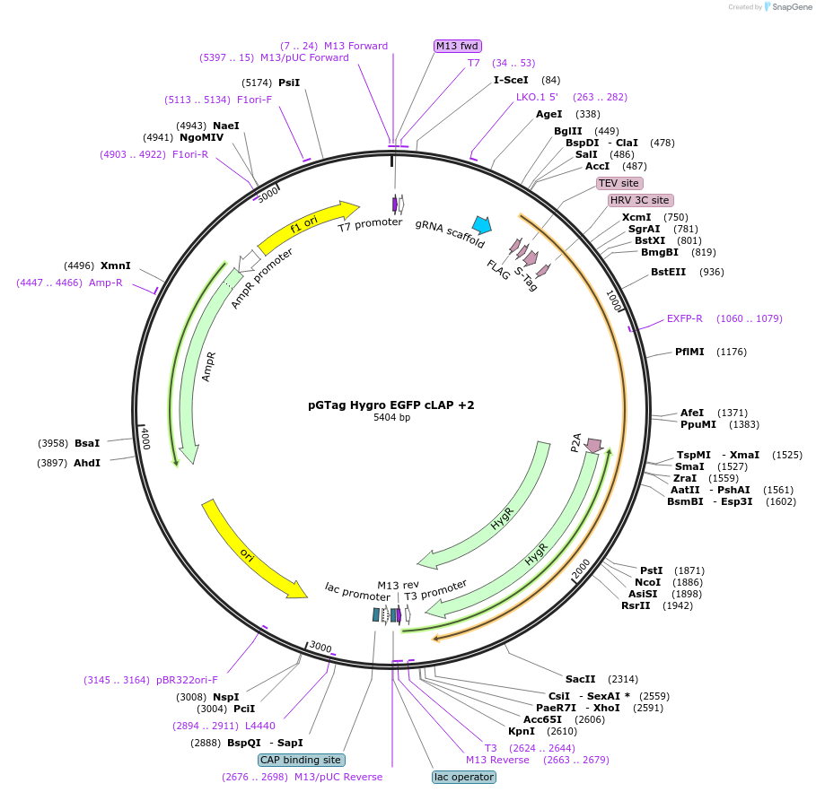 194310-plasmid-map-sequence-id-384052