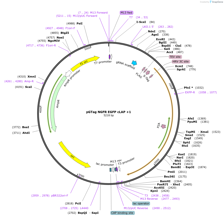 194509-plasmid-map-sequence-id-384068