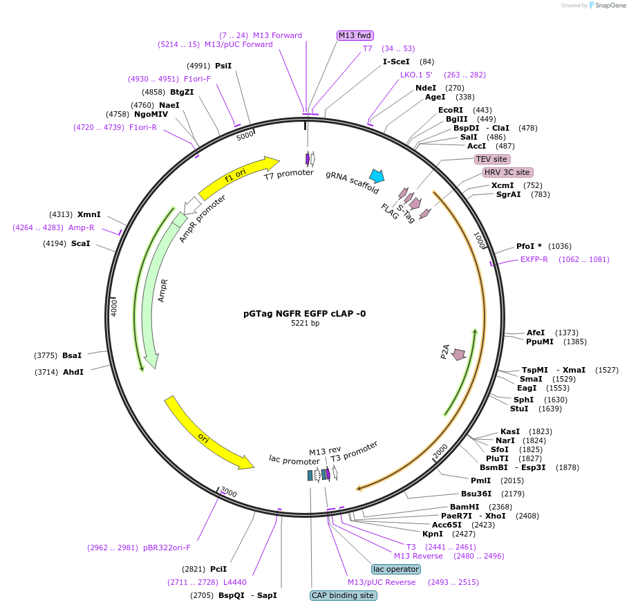 194511-plasmid-map-sequence-id-384070
