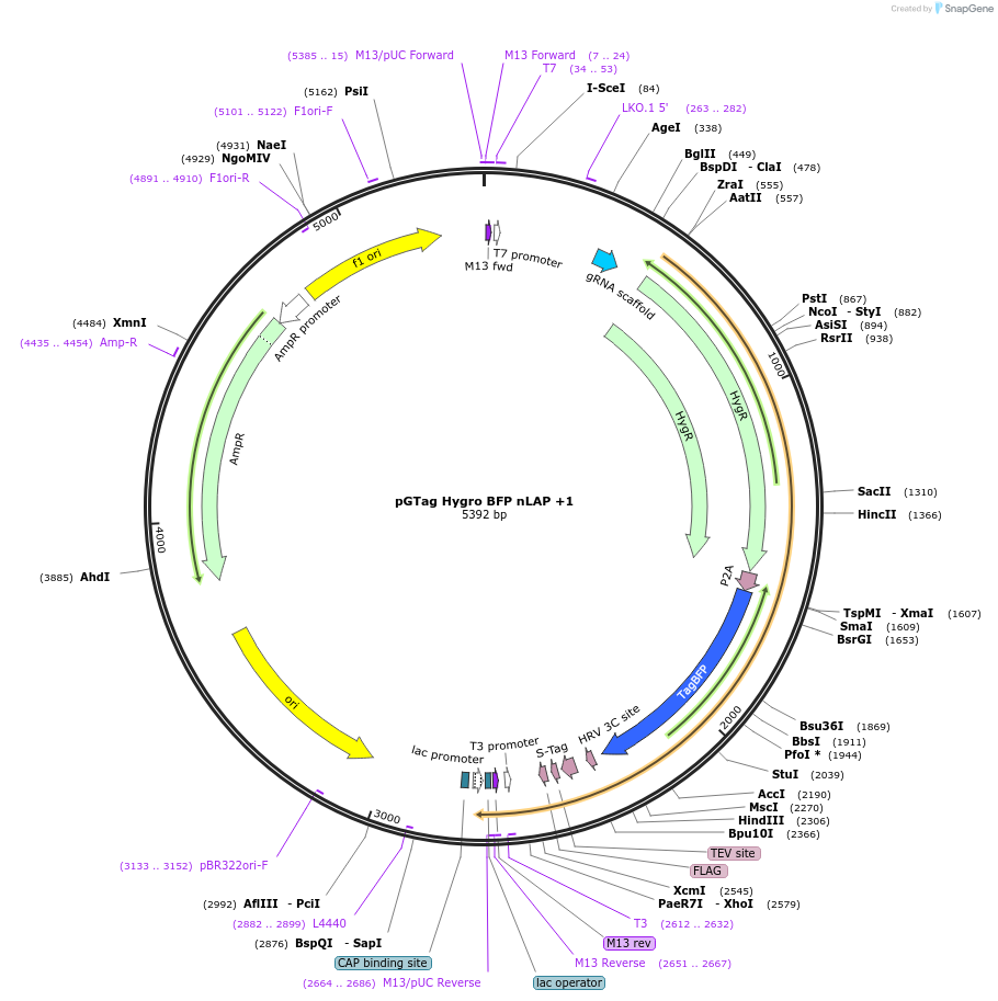 194318-plasmid-map-sequence-id-384076