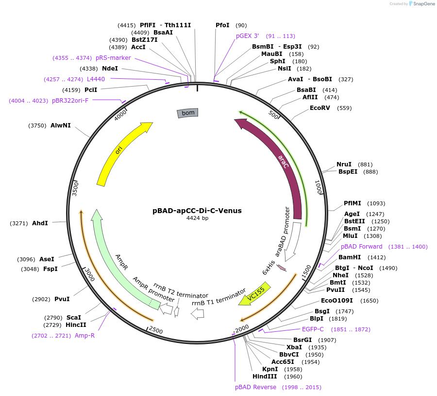 190709-plasmid-map-sequence-id-384078