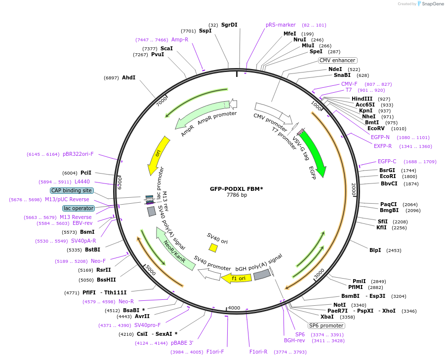 195220-plasmid-map-sequence-id-384082