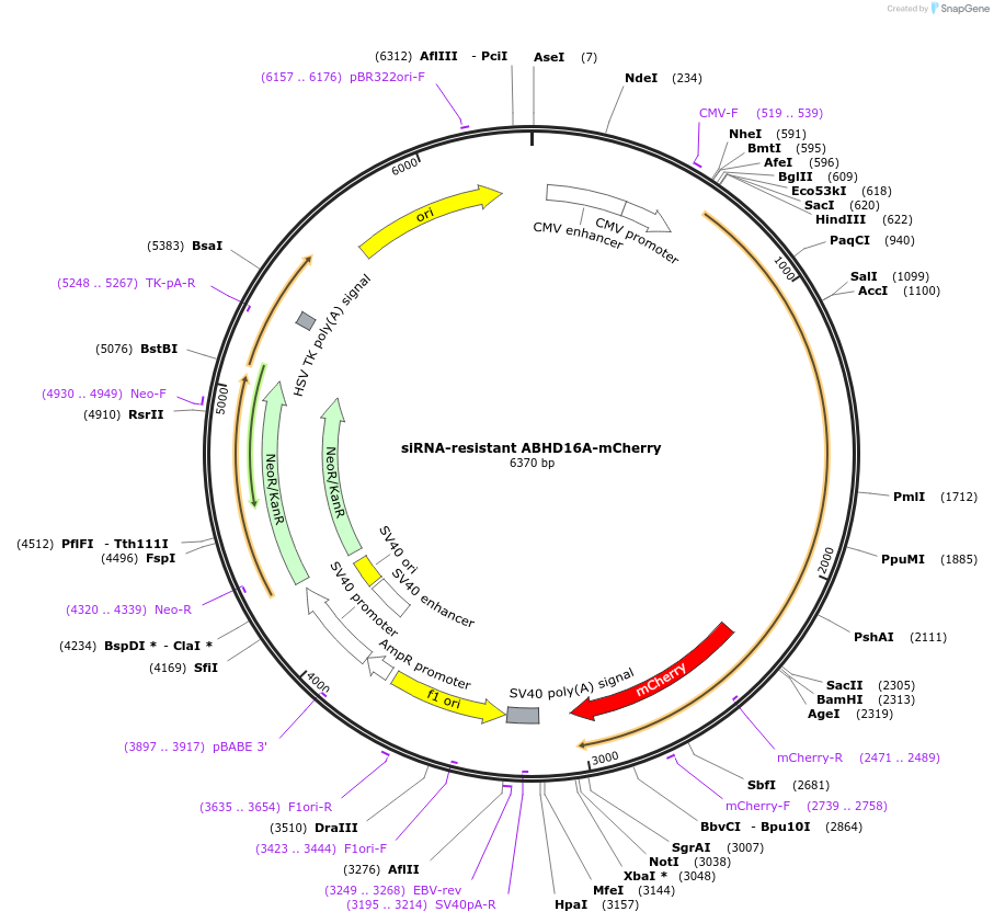 195161-plasmid-map-sequence-id-384091