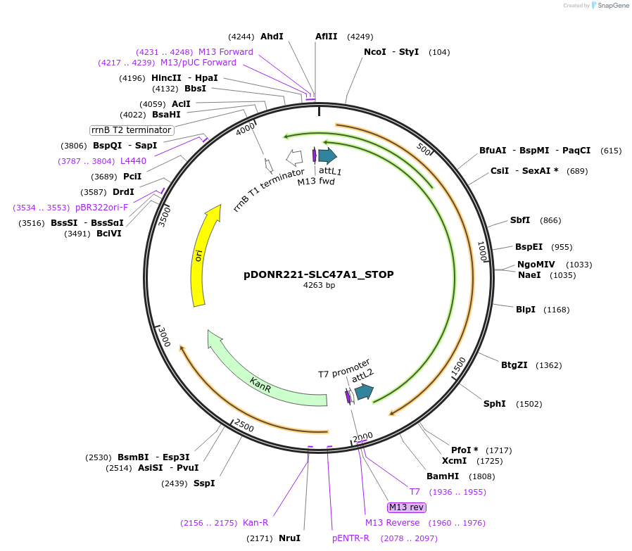 161393-plasmid-map-sequence-id-384095