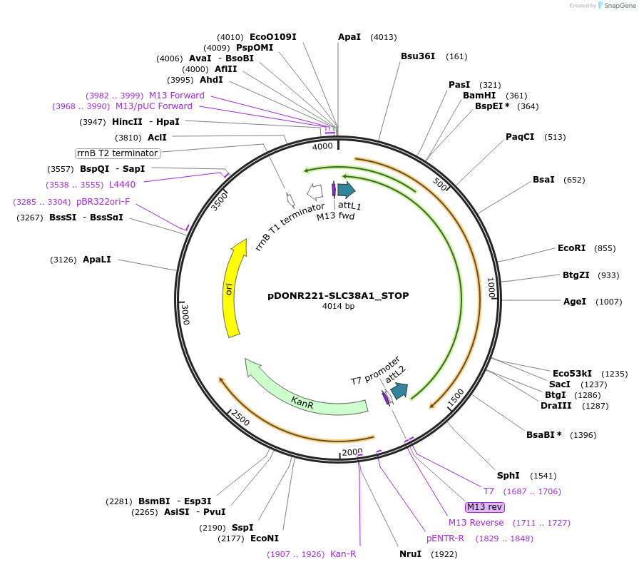 161261-plasmid-map-sequence-id-384096
