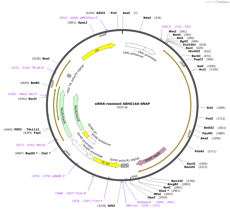 195164-plasmid-map-sequence-id-384106