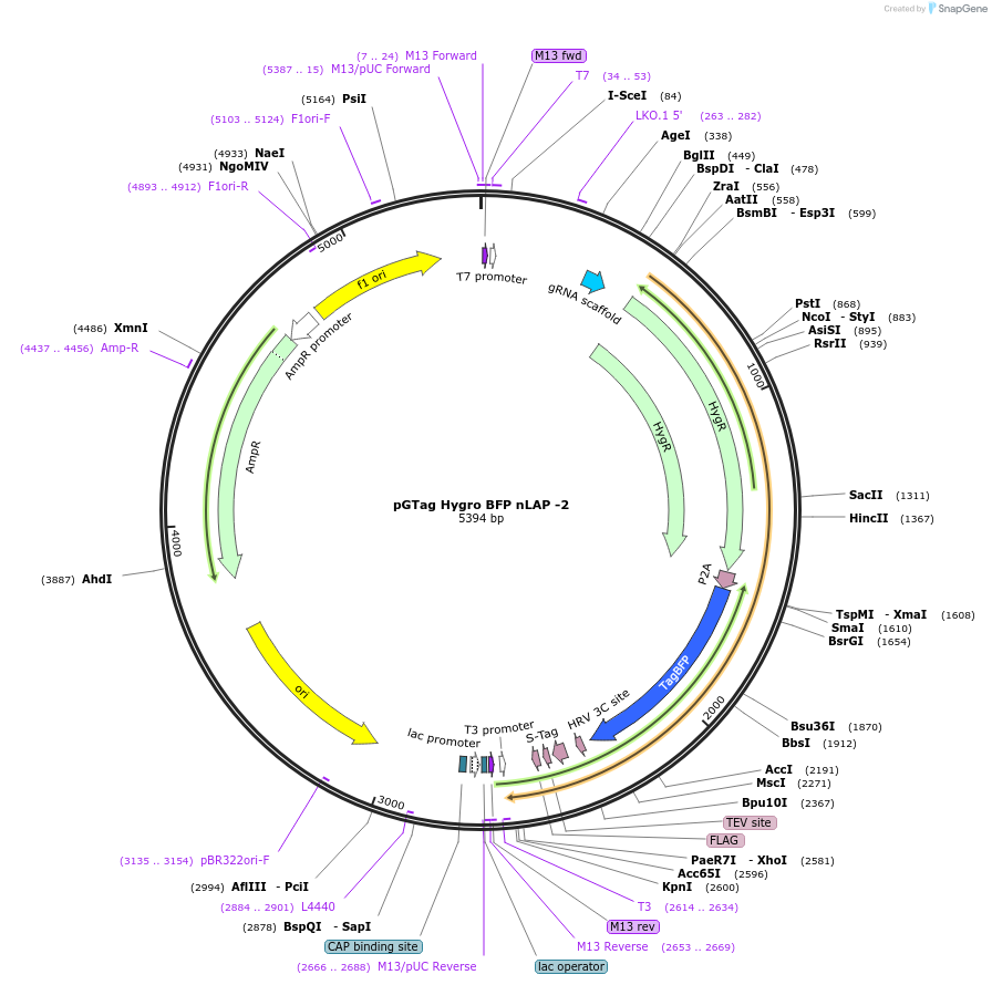 194325-plasmid-map-sequence-id-384107