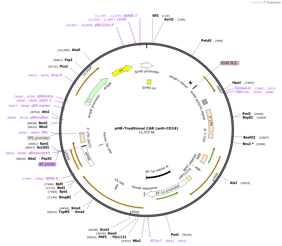 192115-plasmid-map-sequence-id-384108