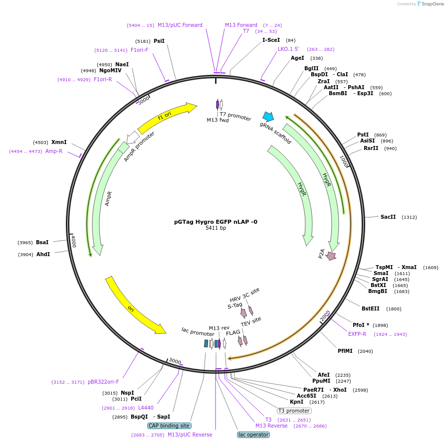 194320-plasmid-map-sequence-id-384109
