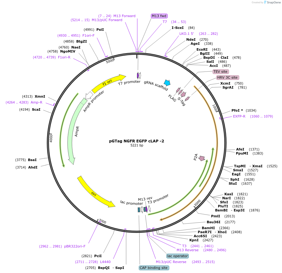 194513-plasmid-map-sequence-id-384110