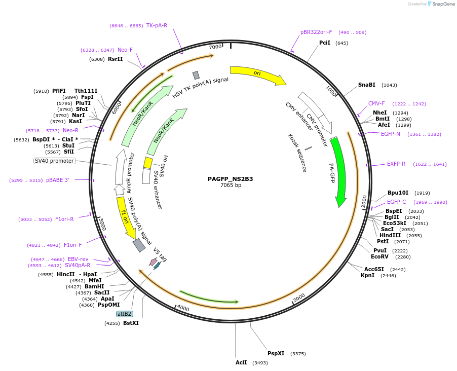 195755-plasmid-map-sequence-id-384111