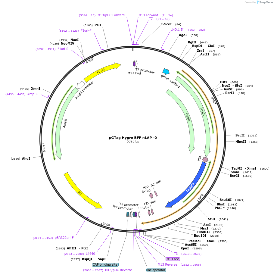 194323-plasmid-map-sequence-id-384112
