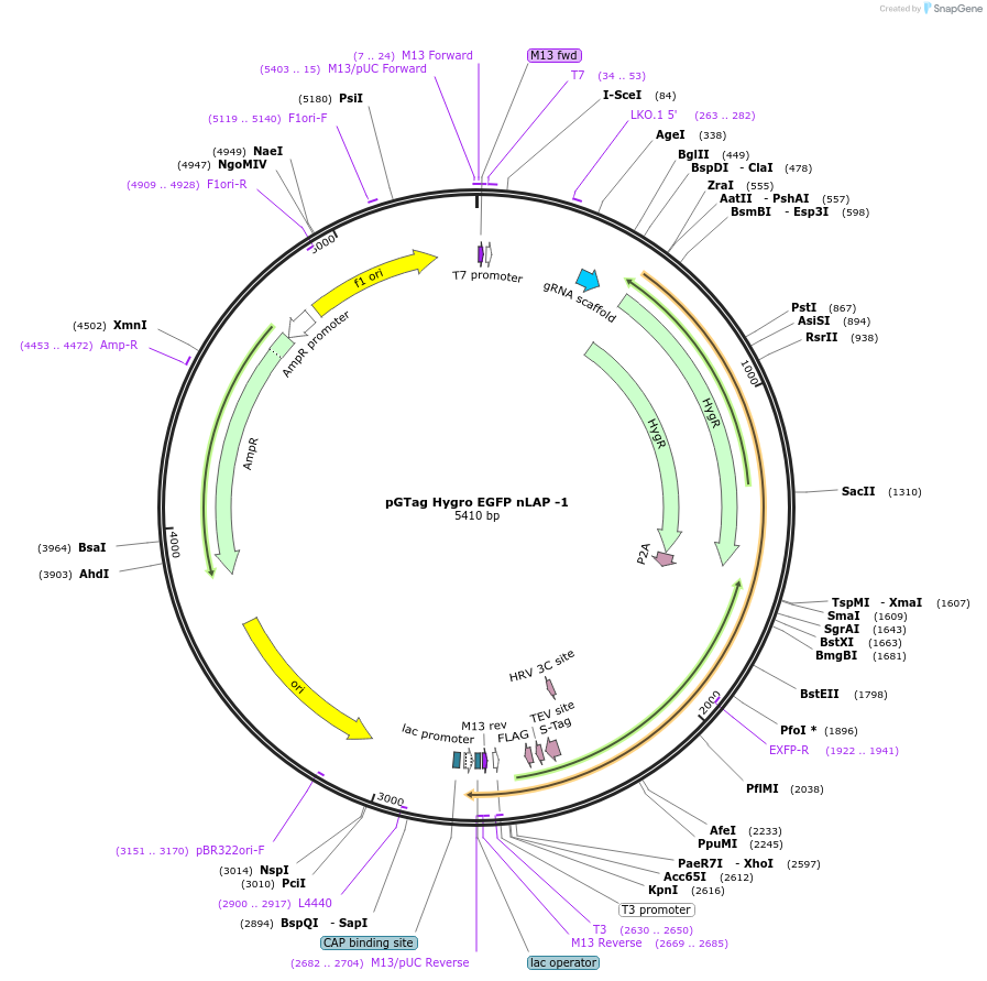 194321-plasmid-map-sequence-id-384113