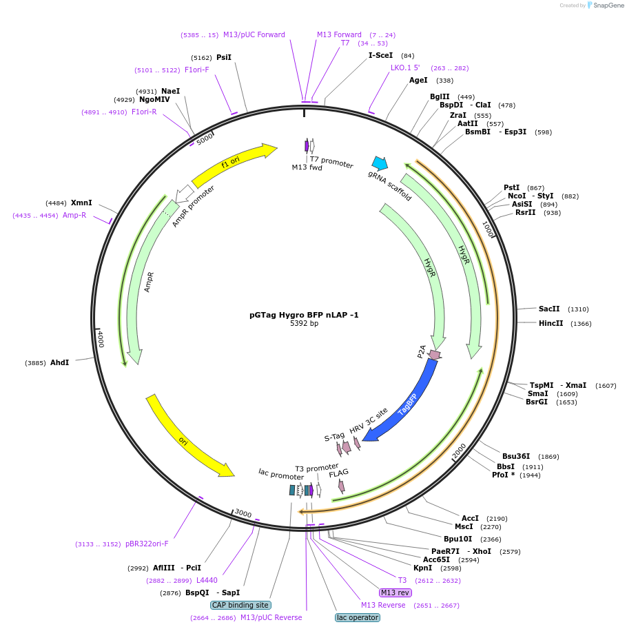 194324-plasmid-map-sequence-id-384115