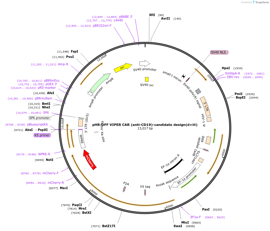 192124-plasmid-map-sequence-id-384119
