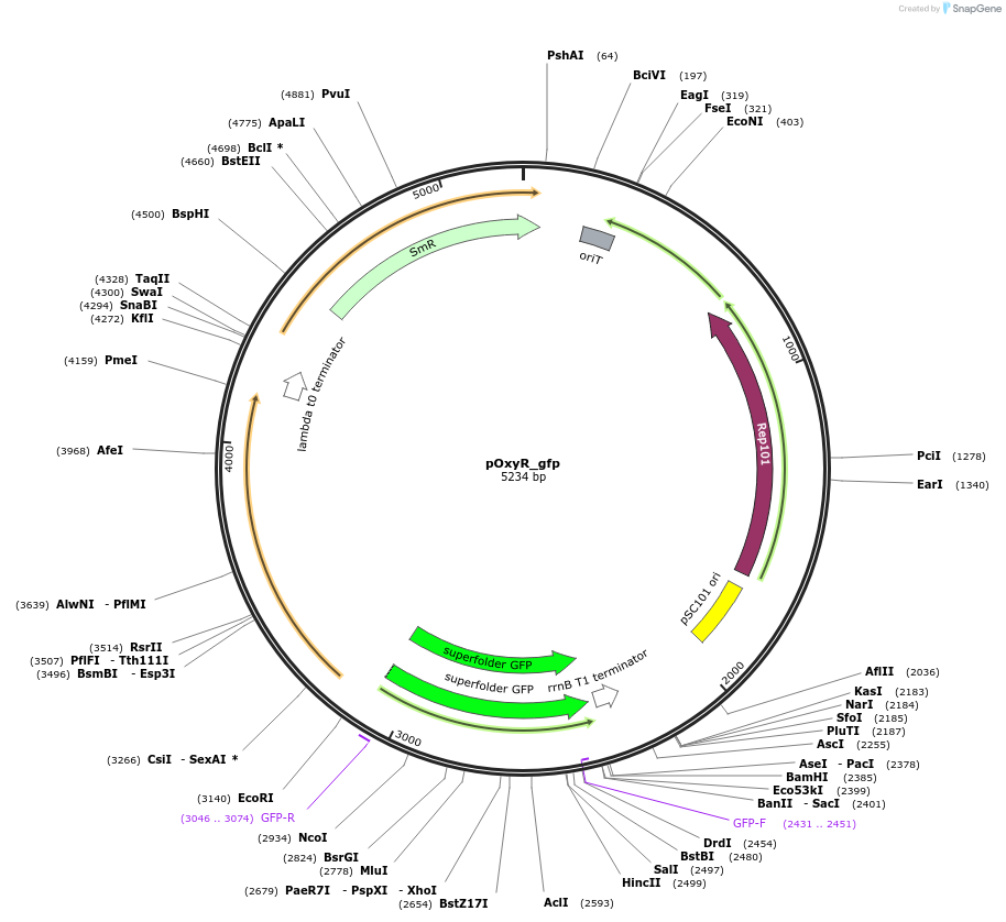 194154-plasmid-map-sequence-id-384120