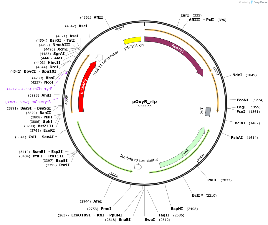 194155-plasmid-map-sequence-id-384121