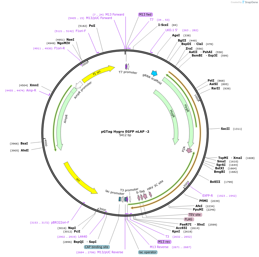 194322-plasmid-map-sequence-id-384123