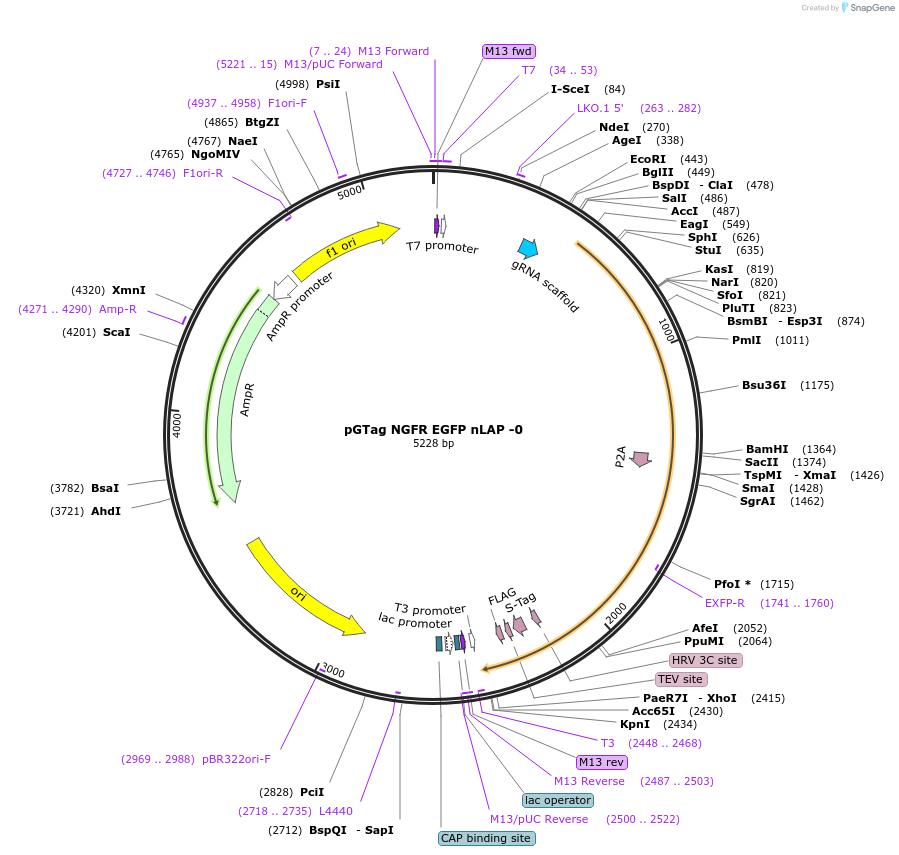194505-plasmid-map-sequence-id-384126