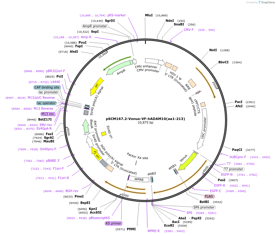 189554-plasmid-map-sequence-id-384131