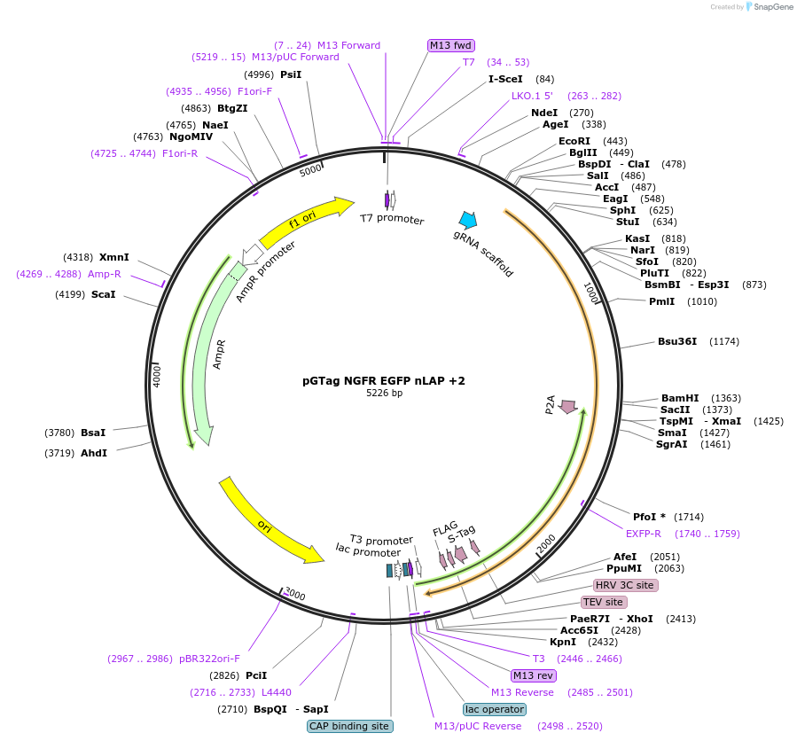 194316-plasmid-map-sequence-id-384132