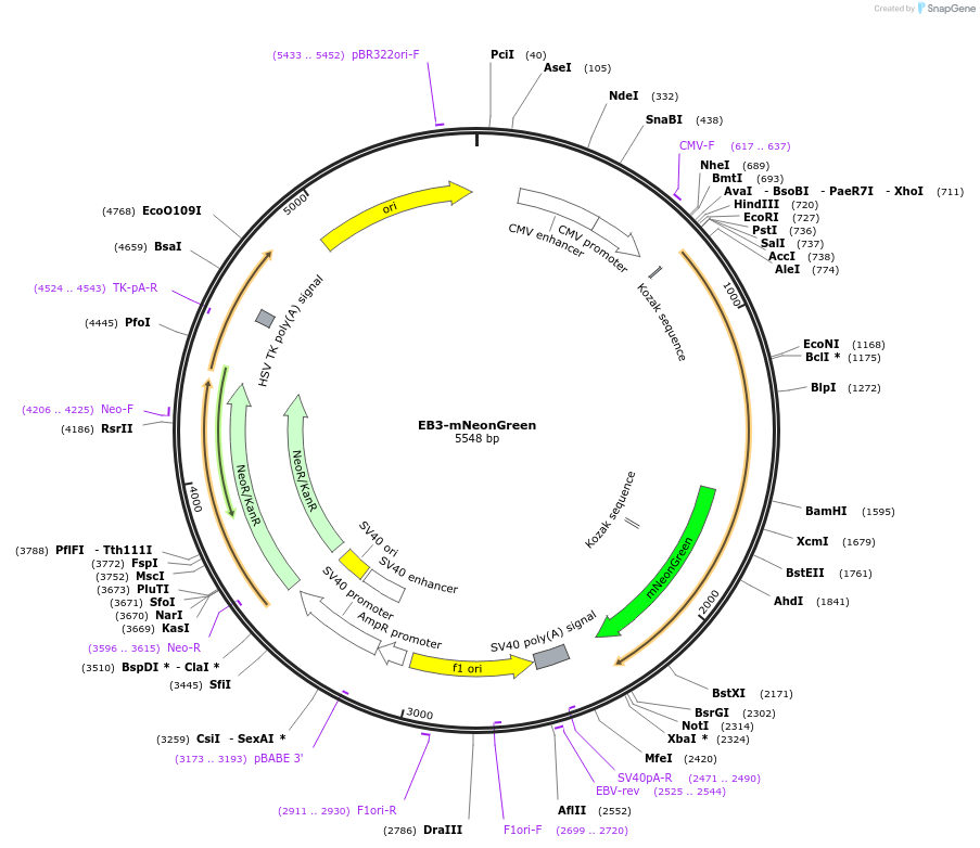 191761-plasmid-map-sequence-id-384158