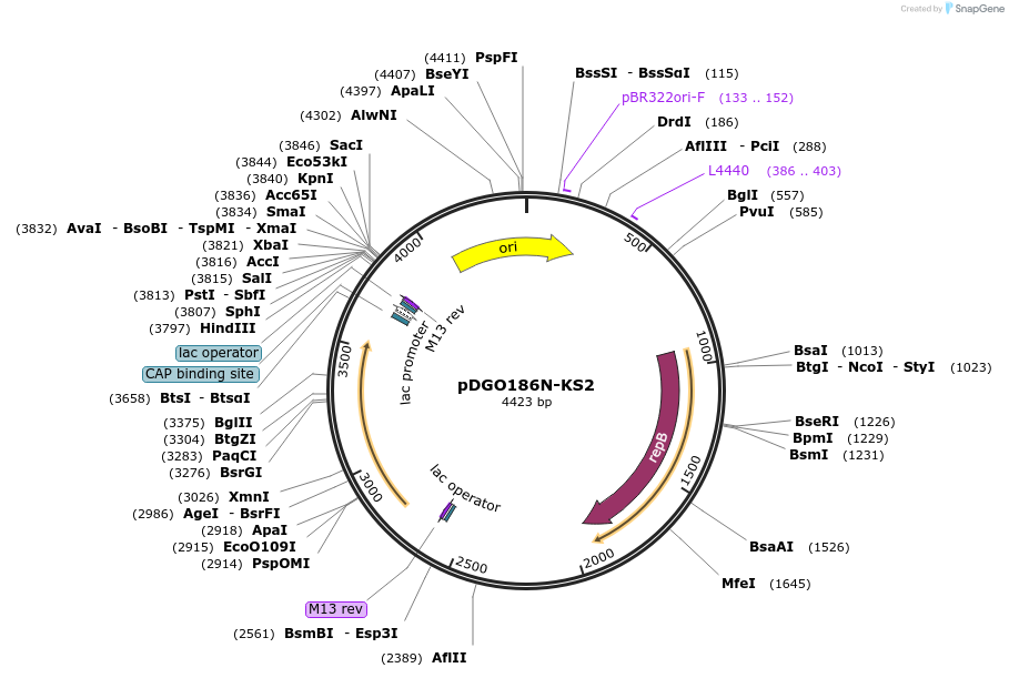 174302-plasmid-map-sequence-id-384161