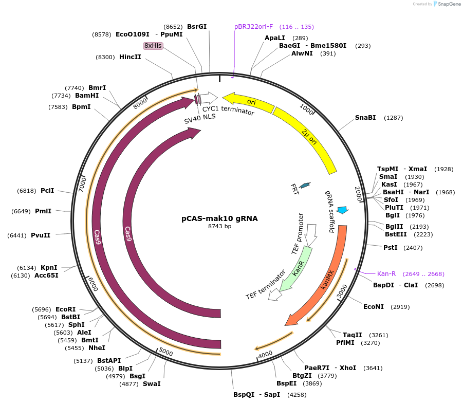 160385-plasmid-map-sequence-id-384166