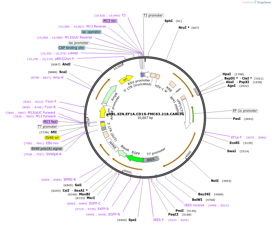 194458-plasmid-map-sequence-id-384169
