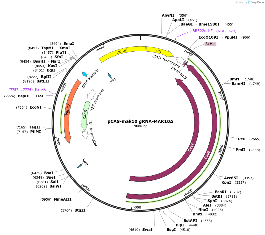 160384-plasmid-map-sequence-id-384173