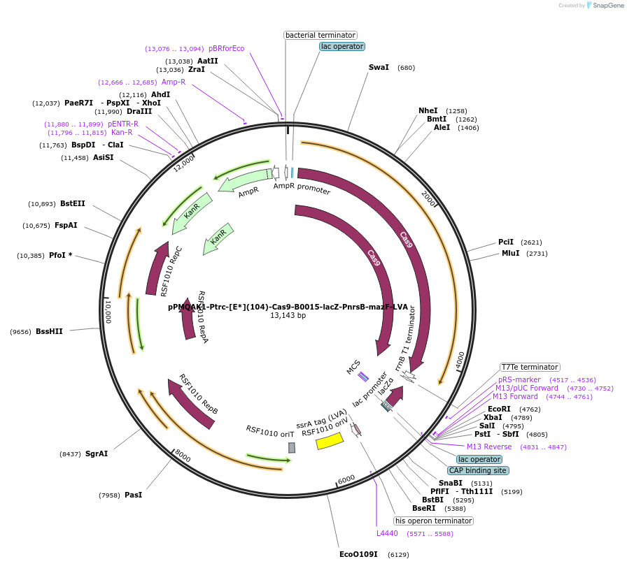190790-plasmid-map-sequence-id-384200