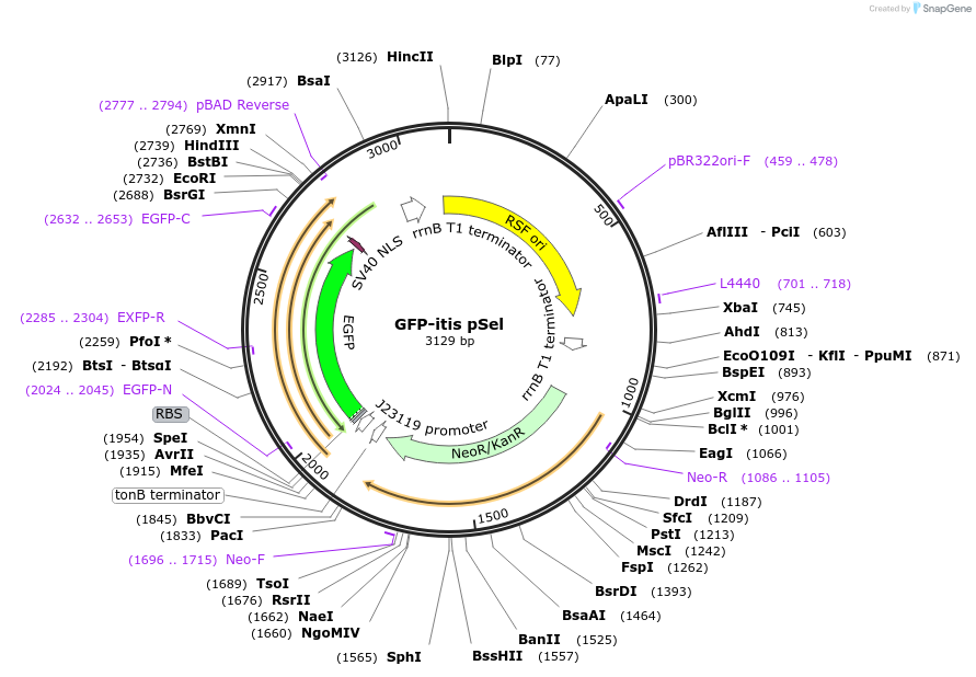 195344-plasmid-map-sequence-id-384218