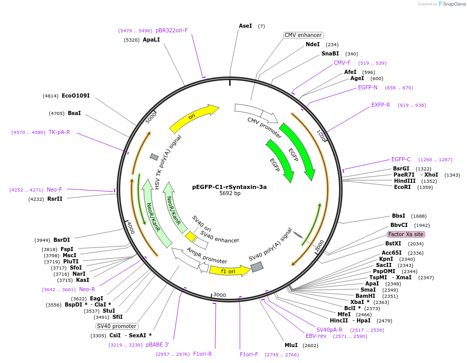 195206-plasmid-map-sequence-id-384228