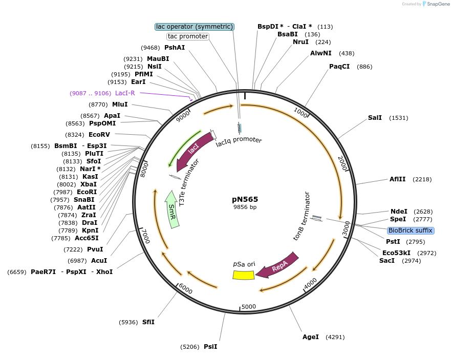 49990-plasmid-map-sequence-id-384231