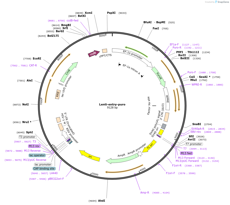 85745-plasmid-map-sequence-id-384239