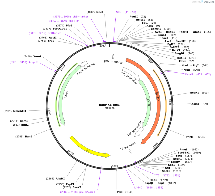 195038-plasmid-map-sequence-id-384240