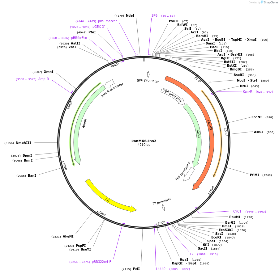 195039-plasmid-map-sequence-id-384242