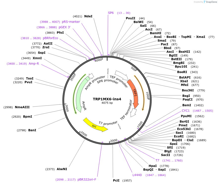 195041-plasmid-map-sequence-id-384244
