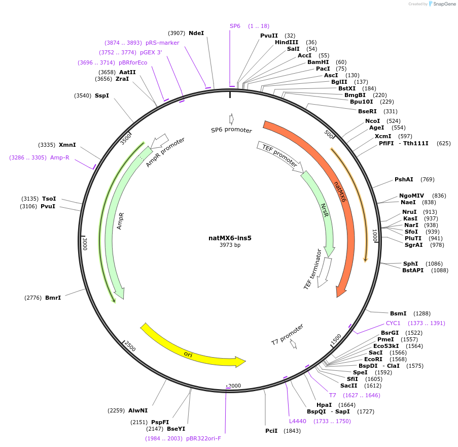 195042-plasmid-map-sequence-id-384245
